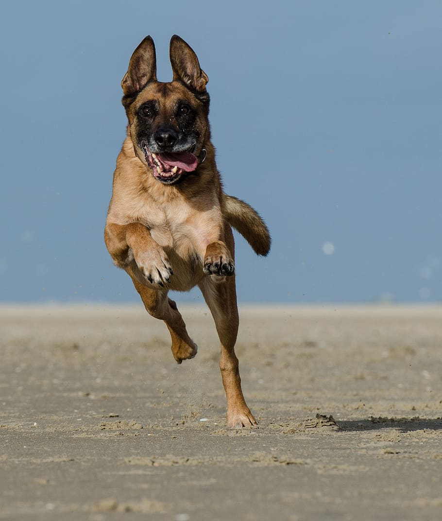 adult, tan, german shepherd, running, field, malinois, running dog on beach, belgian shepherd dog, dog, pets