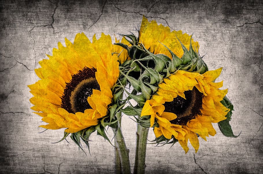 flower, flowers, old, sunflowers, background, pictures, pattern, yellow, close-up, vulnerability