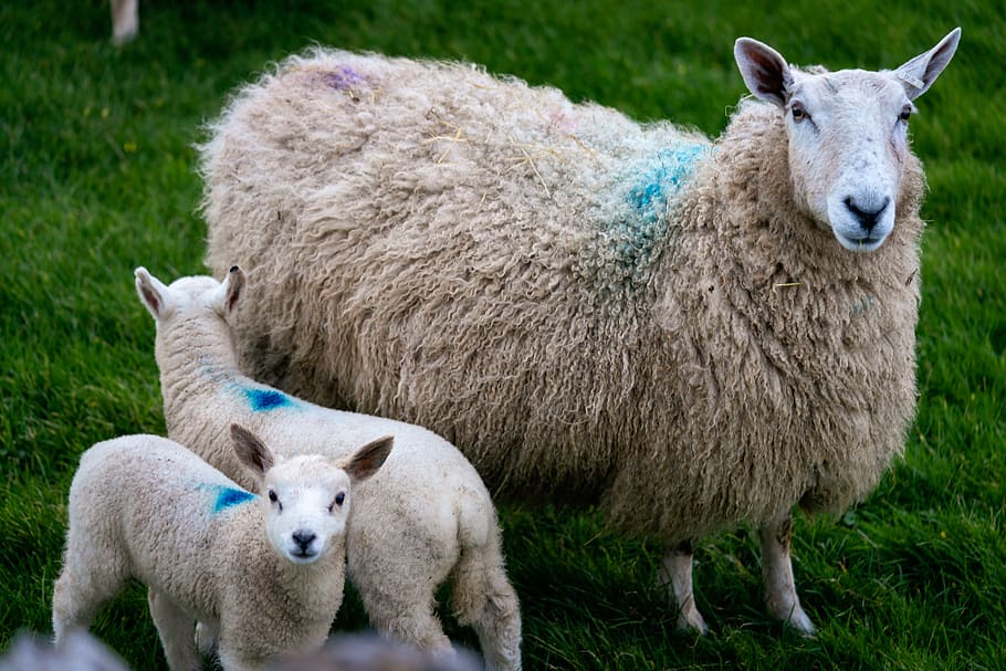 baby, sheep, animals, nature, mother, family, wildlife, farm, lamb,  livestock | Pxfuel