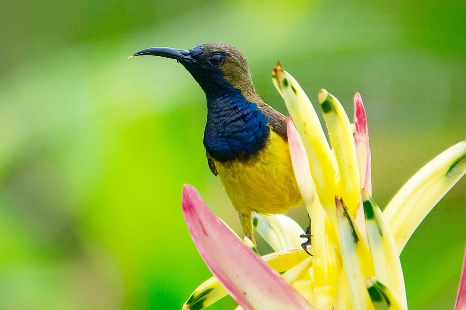 long-beaked, yellow, blue, bird, flower, animal, beak, bright, close-up, color