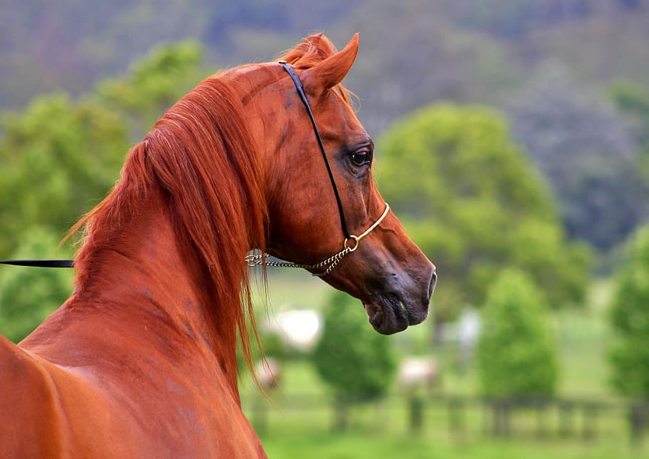 brown, horse, headstall, daytime, arabian, arabian horses, horses, equines, equine, stallion