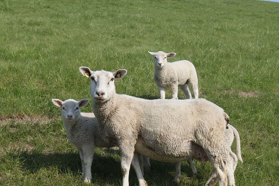 sheep, dyke lamb, animal, dike, nordfriesland, meadow, lamb, mammal, group of animals, animal themes