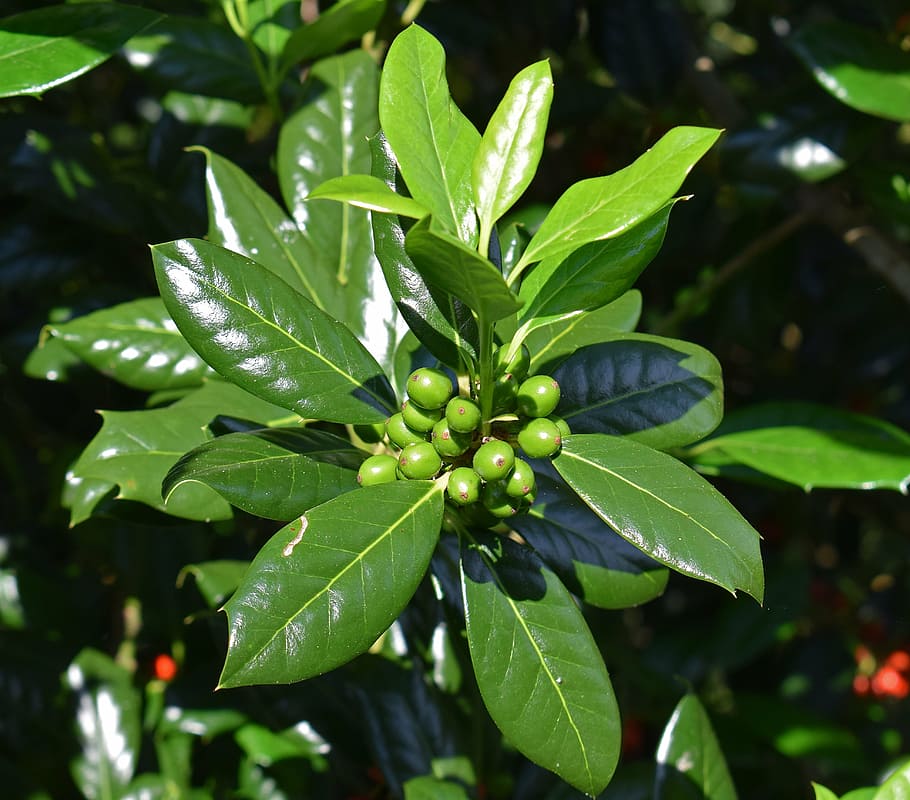 holly with green berries, holly, plant, ornamental, garden, berries, decorative, nature green, leaf, plant part