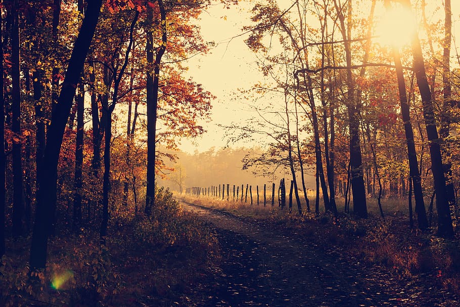 trees, forest, woods, nature, park, sunrise, fall, autumn, leaves, trail