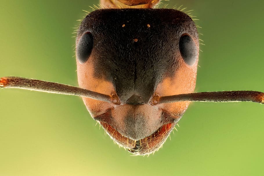 tilt shift lens photography, ant, stack, insect, macro, animal, head, sharp, micro, wildlife