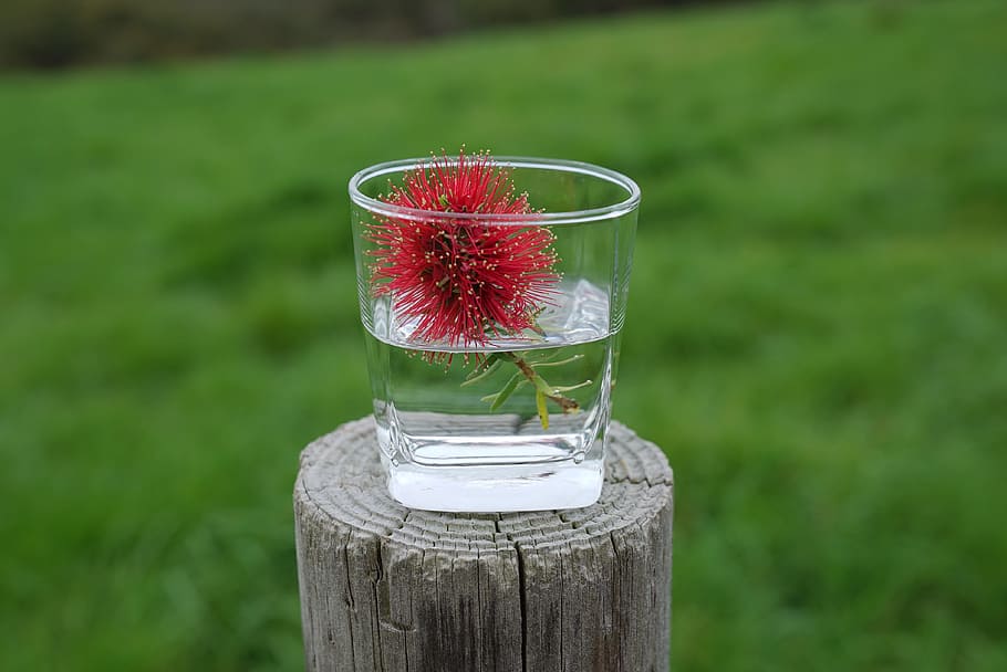 bottle brush flowers, in a cup, informal, decorative, casual, adelaide, focus on foreground, red, glass, food and drink