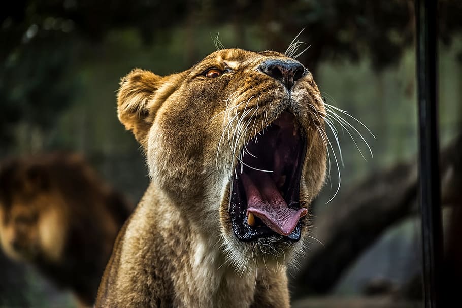 female, lion, growling, daytime, wildlife, predator, roar, roaring, outdoors, dangerous