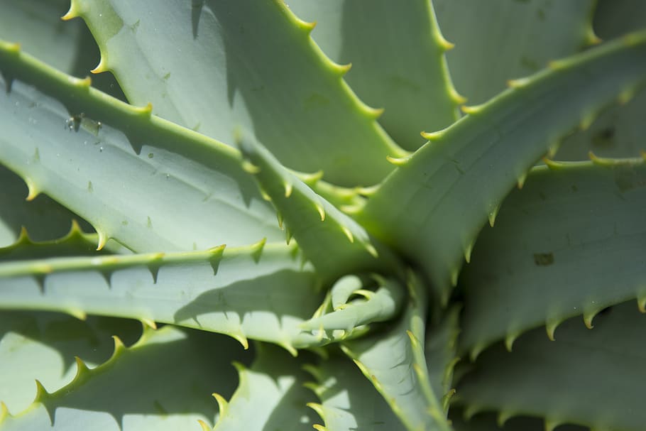 close up, aloe vera, plant, dessert plant, pattern, plant in sunlight, green color, close-up, growth, day