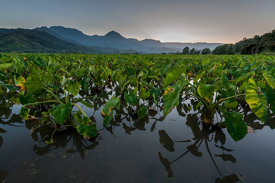 sunset, taro, field, hawaii, plant, landscape, nature, agriculture, growth, beauty in nature