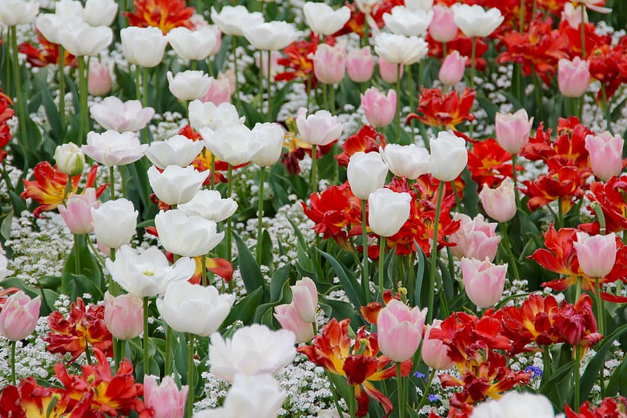 white, pink, red, flowers, daytime, tulip landscape, tulips, holland, state garden show, dutch