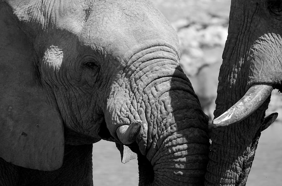 Grayscale Photo Baby Elephant Elephant Black And White Africa Wild