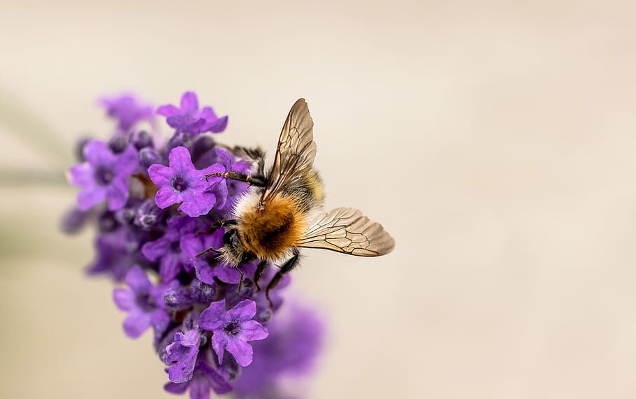 hummel, garden bumblebee, bombus hortorum, wing, insect, lavender, blossom, bloom, pollination, close up