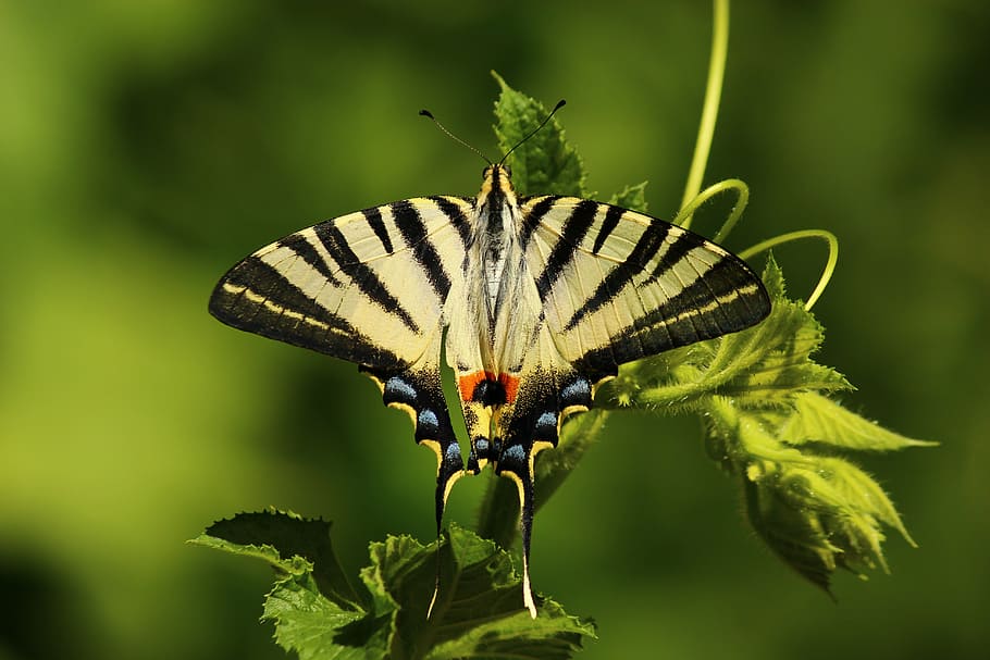 borboleta rabo de andorinha tigre, verde, planta de folha, borboleta, animal, obra de arte, inseto, um animal, temas de animais, animais selvagens