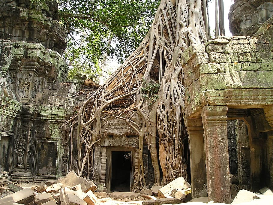 verde, marrom, templo da tribo, paisagem, foto, tiro, angkor wat, raiz, camboja, coberto de vegetação