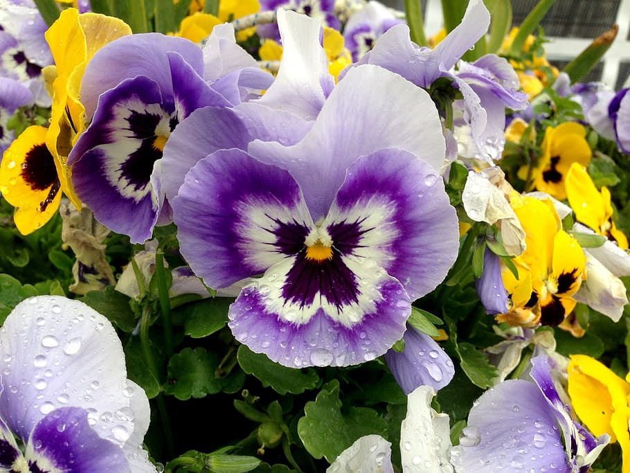 pansy, flowers, colorful, close, blossom, bloom, nature, violet, yellow, drip