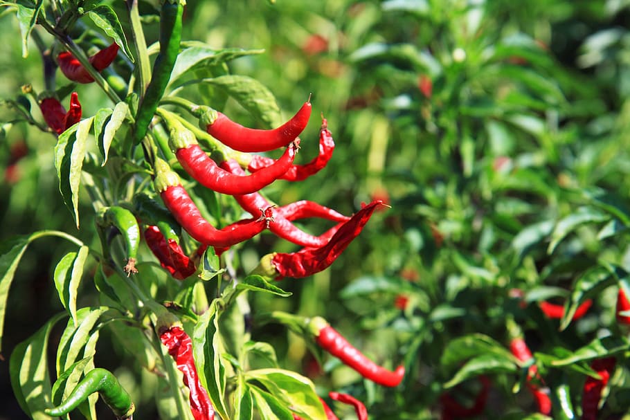 selective, focus photography, chilis, chili, chilli, colorful, flavor, food, garden, green