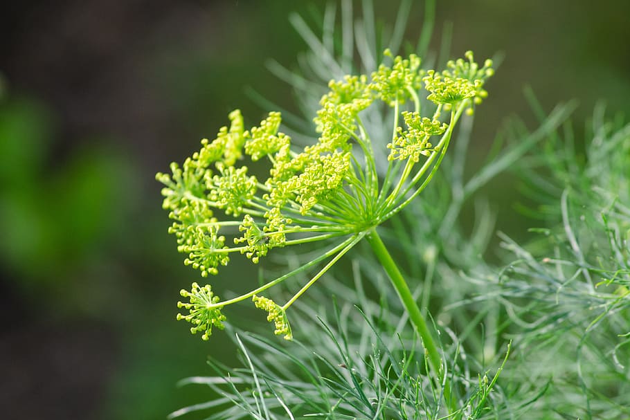dill, cucumber herb, umbelliferae, spice, culinary herbs, herb, blossom, bloom, doppeldolde, dill sauce
