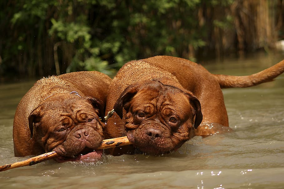 two, brown, dogs, biting, wooden, stick, bordeaux, dogue, dog, animal