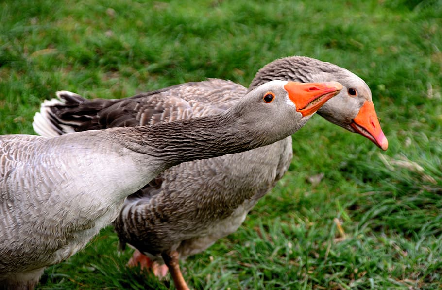geese, pair of goose, gander, animal, poultry, plumage, animal world, domestic goose, meadow, animal themes