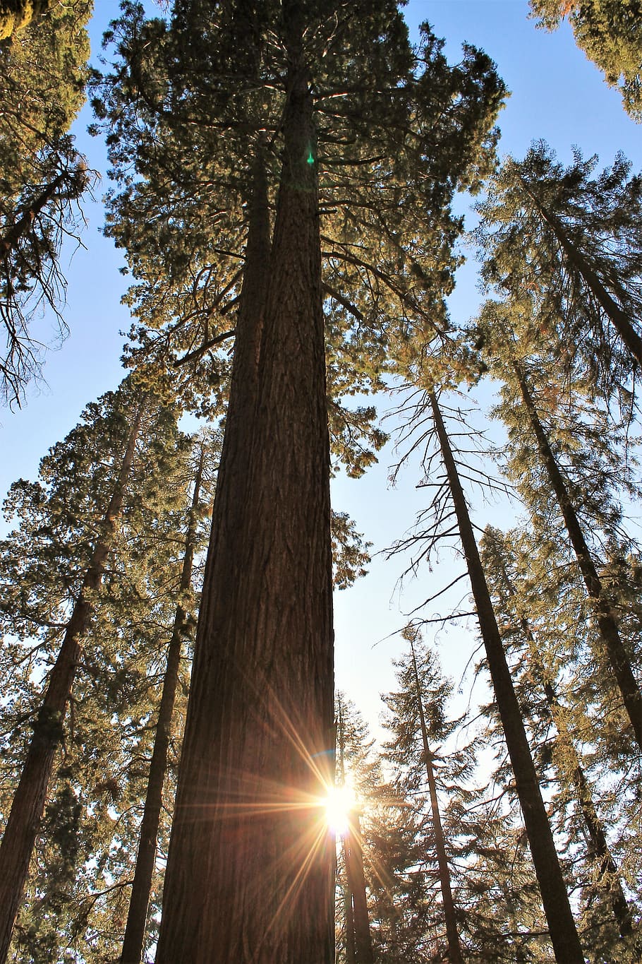 trees, sequoia, nature, tree, plant, tree trunk, trunk, low angle view, sunlight, sun
