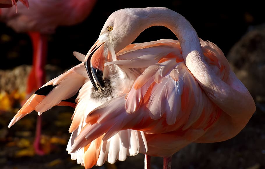 scarlet, ibis, scratching, tail, flamingo, bird, colorful, tierpark hellabrunn, munich, animal themes