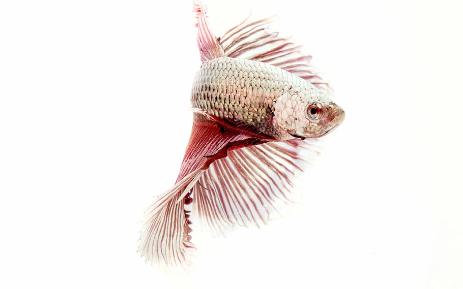close-up photography, gray, red, betta fish, fish, fighting fish, aquatic animal, animal, siamese Fighting Fish, pets