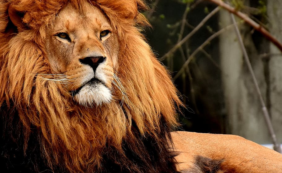brown, lion, selective, focus photography, predator, dangerous, mane, cat, male, zoo