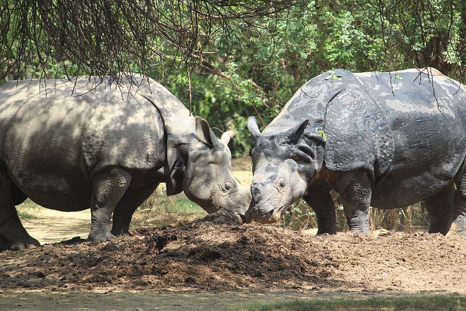 rhinoceros, zoo, couple, animal, nature, wildlife, wild, big, mammal, park