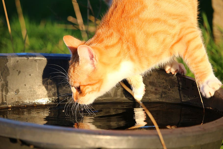 gato, gatito, mieze, atigrado caballa roja, gato rojo, agua, bebida, lengua, caballa, gato tigre