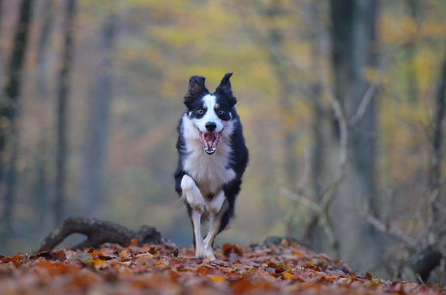 selective, focus photography, adult, white, black, border collie, running, forest, daytime, autumn