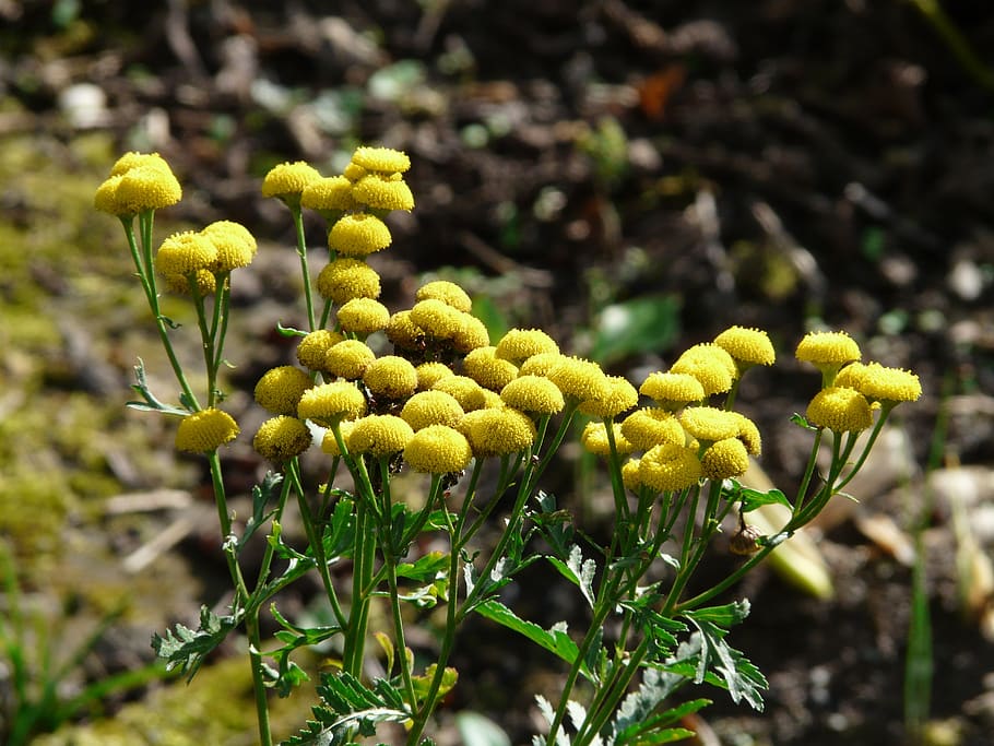 tansy, flower, blossom, bloom, persicaria, flower buttons, yellow, bright yellow, lemon, tanacetum vulgare
