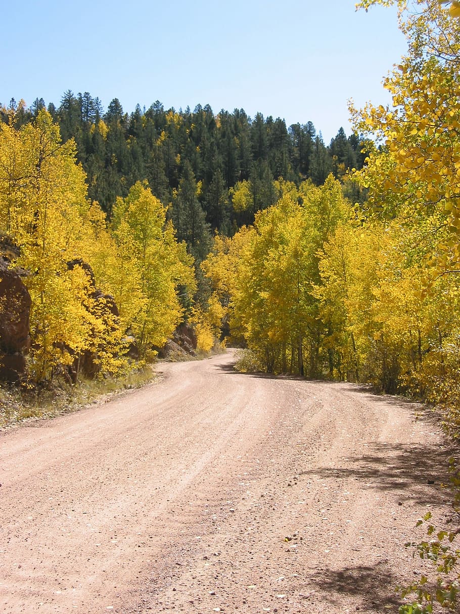 Aspen, Colorado, bosque, árbol, otoño, álamo temblón, montaña, amarillo, rocoso, paisaje