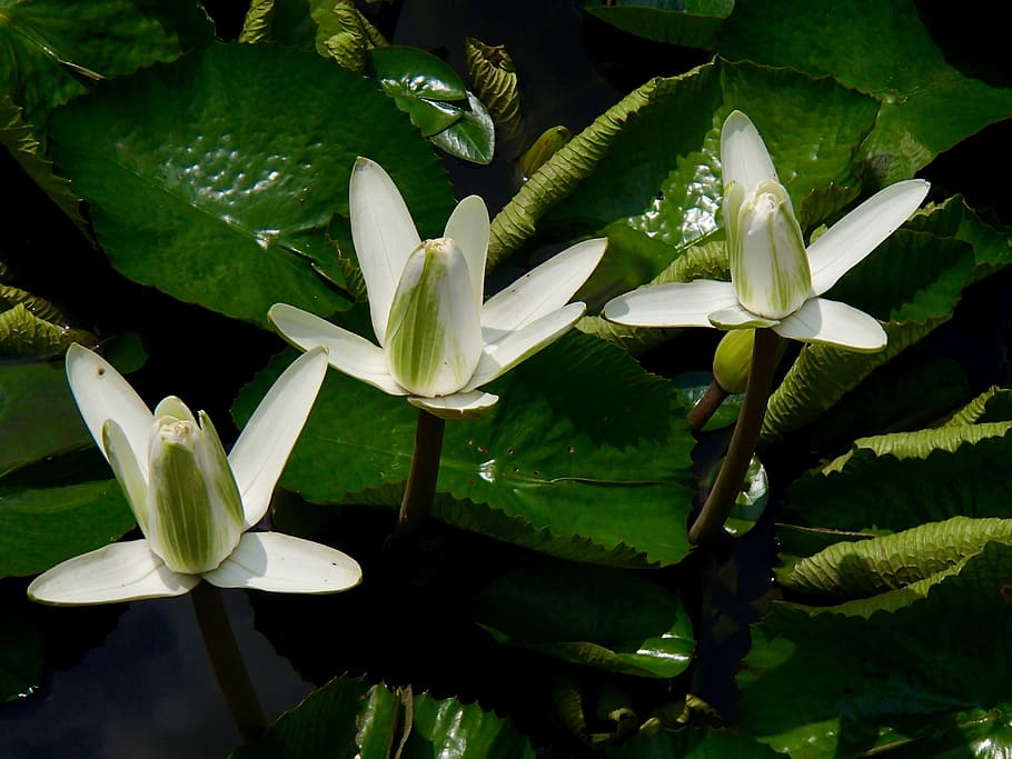 lilly putih, putih, lill, lily, bunga, pertumbuhan, menanam, keindahan di alam, tanaman berbunga, kesegaran