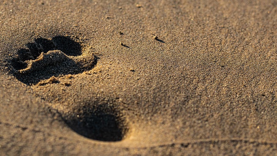 beach, foot, vacations, sea, sand, land, footprint, close-up, nature, animal