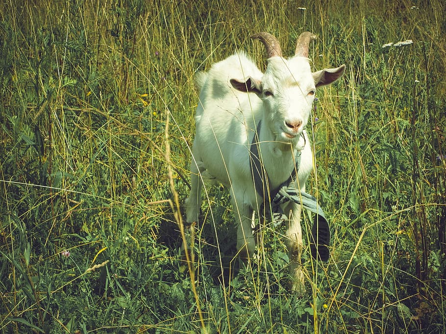 white, goat, grass field, grass, field, animal, sunny, animal themes, one animal, nature
