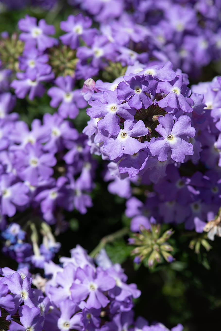 flowers, blue, blue flowers, primrose, drumstick, ball-and-primrose, garden, in the garden, spring, close up