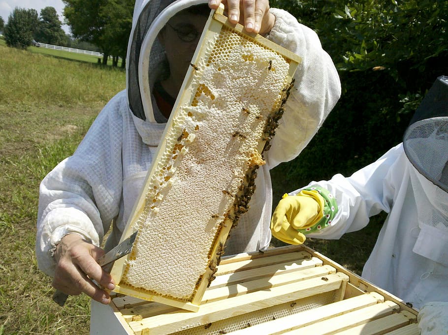 miel de abeja, inspecciones de colmena de abejas, colmenar ...