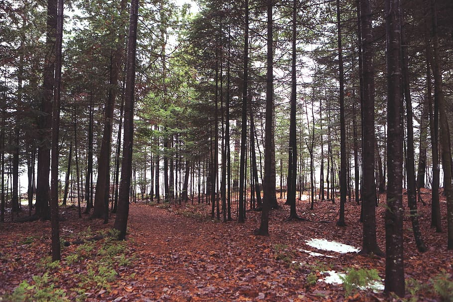 hutan, pohon, daun, salju, alam, di luar ruangan, kulit kayu, menanam, tanah, batang pohon