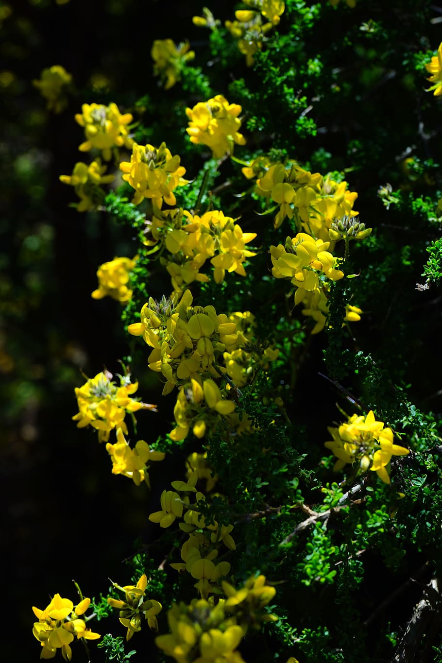 Broom, Flowers, Yellow, sticky glandular broom, adenocarpus viscosus, endemic, tenerife, canary islands, gland broom, adenocarpus