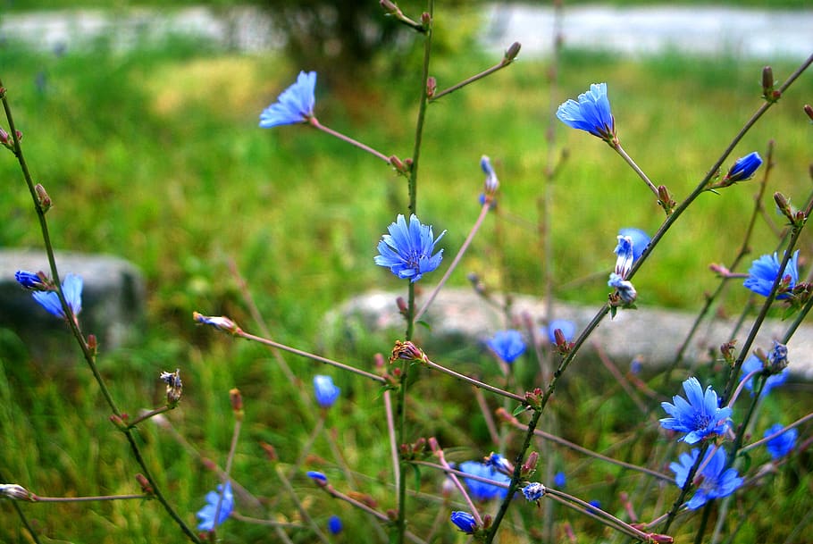 blue, flowers, beauty, beautiful, flower, the delicacy, flowering, the background, landscape, composition