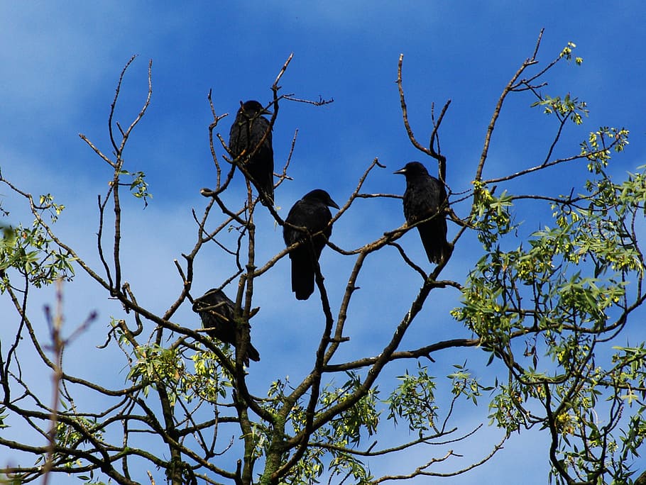 Raven, Bird, Animal, Tree, Crow, sky, raven bird, black, fly, creepy