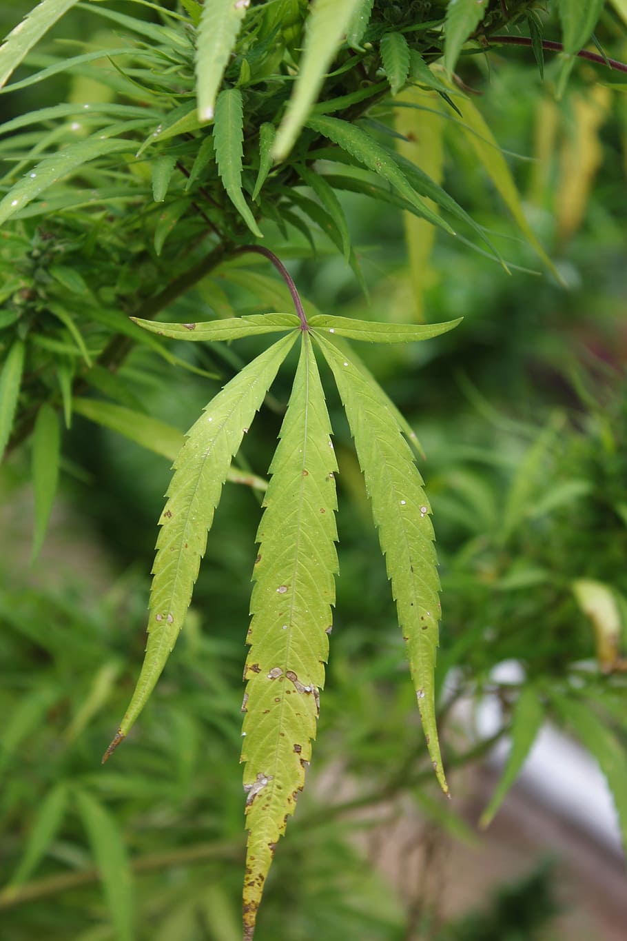 hemp, leaf, plant, cannabis, intoxicant, green color, growth, plant part, close-up, nature