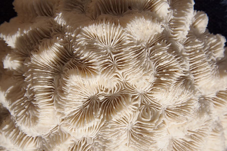 untitled, brain coral, hard corals, skeletal structure, gehirnwindung, sea, holiday, memory, close-up, undersea