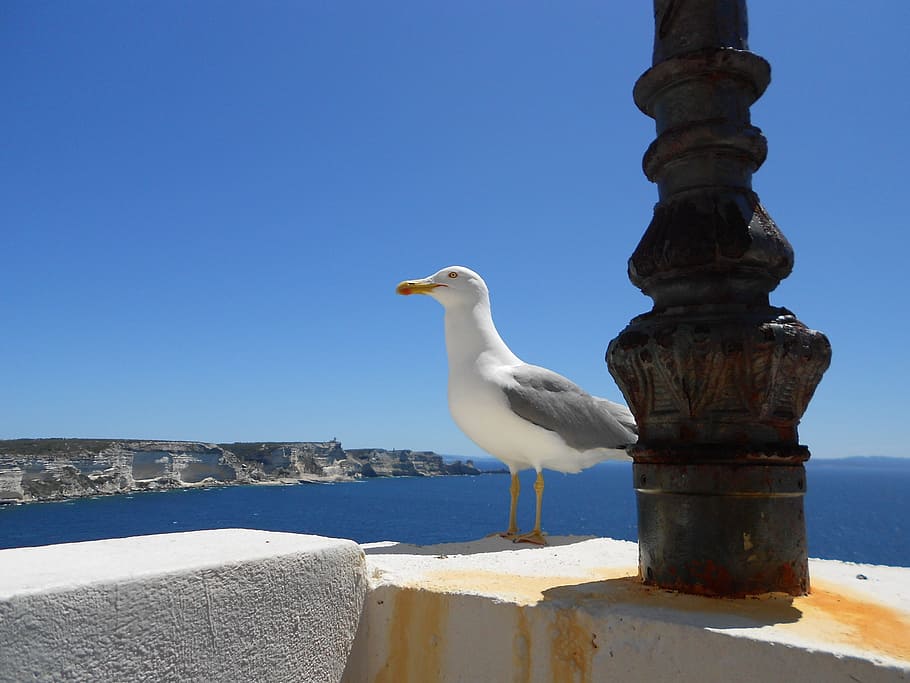 seagull, corsican, holiday, sea, bird, water, animal, animal themes, clear sky, animals in the wild