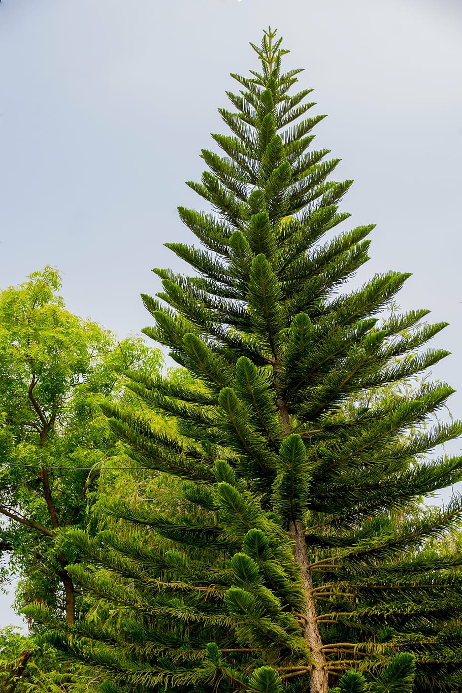 bangalore, conífera, vista de ojo de pez, árbol, naturaleza, bosque, color verde, pino, árbol de hoja perenne, al aire libre