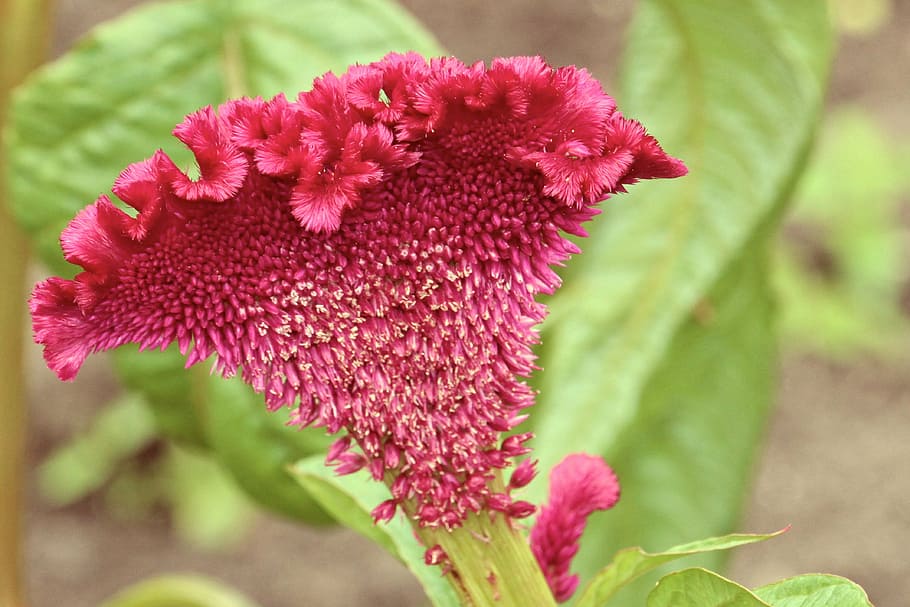 cockscomb, blossom, bloom, garden, plant, beautiful, flowering plant, flower, beauty in nature, close-up