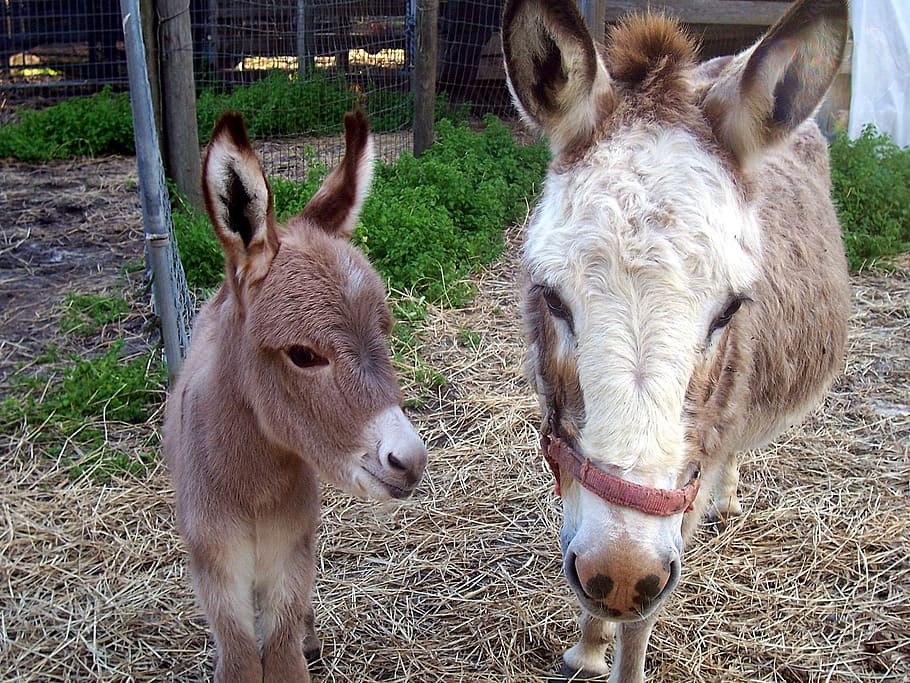 donkey, equine, animal, farm, rural, nature, countryside, mother, baby, livestock