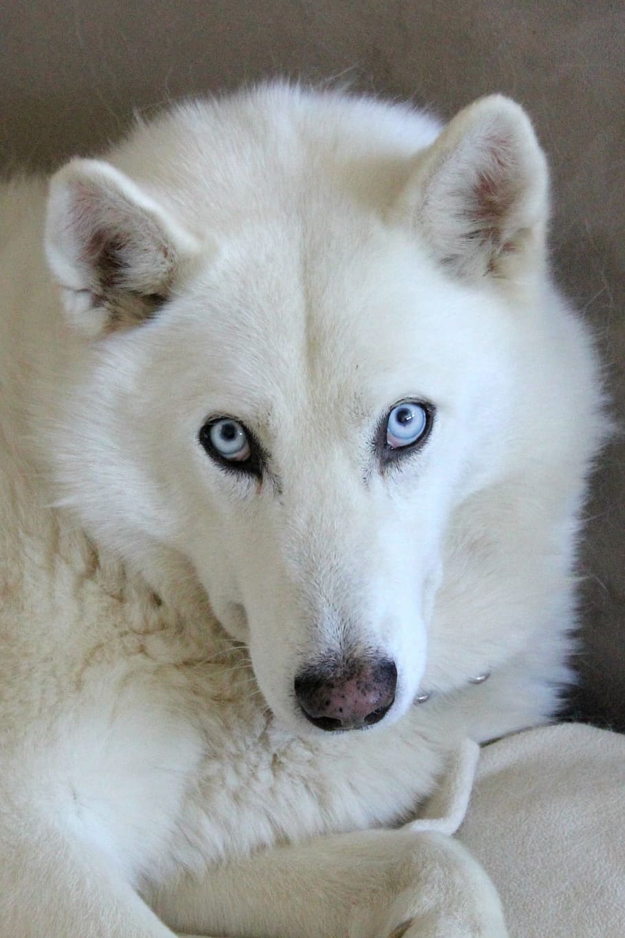 husky blanco, mezcla de husky, husky, perro, blanco, ojos azules, azul, ojos, esponjoso, canino