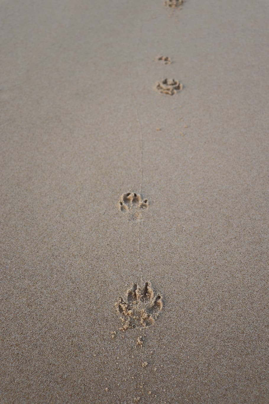 beach, fingerprints, animal, dog, nature, sand, land, footprint, high angle view, paw print