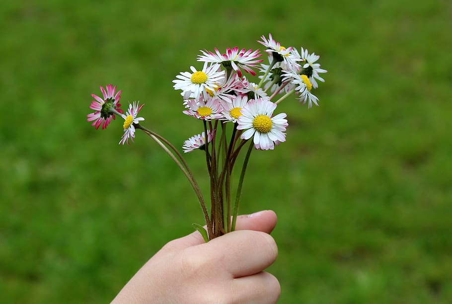 daisies, flowers, bouquet, wildflowers, nature, the delicacy, flowering, plants, flowering plant, flower